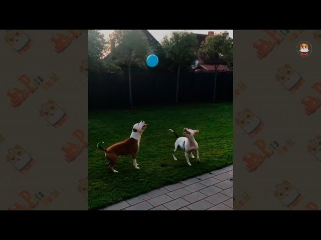 Funny Pitbull Video 2017 – 6