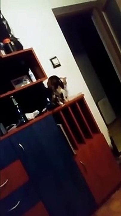 Crazy Cat Fail