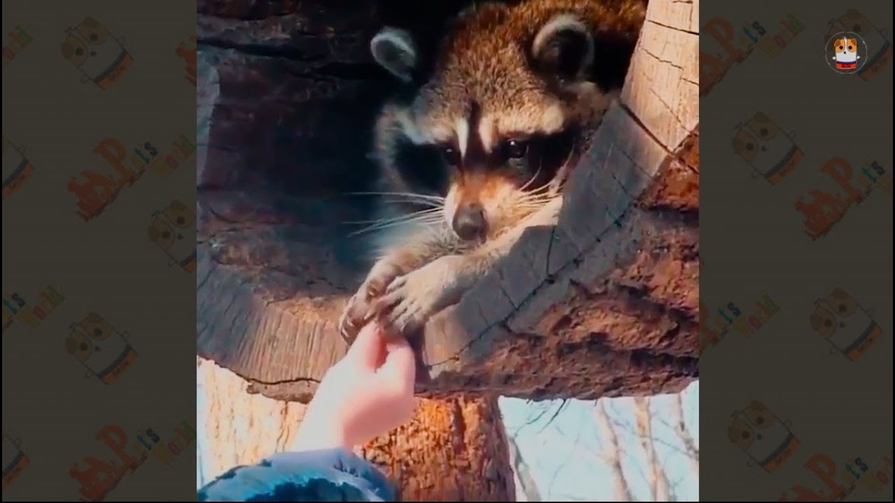 Raccoon Compilation 2017 – 1