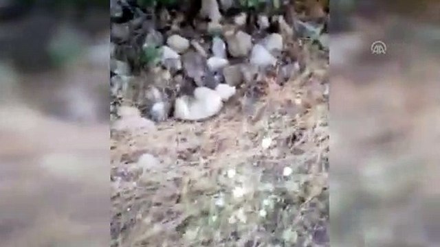 Bucak'ta yol kenarına atılmış çuval içinde yavru köpek kurtarıldı - BURDUR