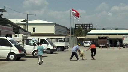 Denizli'de hayvan pazarında bayram telaşı