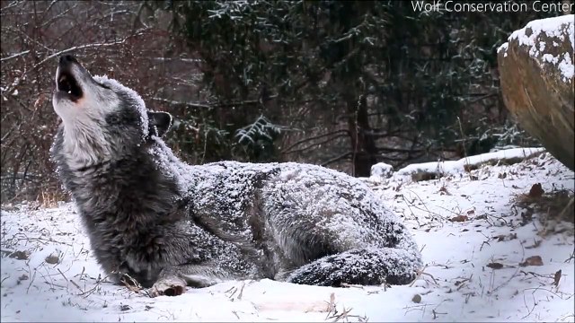 Les hurlements de ce loup vont vous donner des frissons... Magnifique