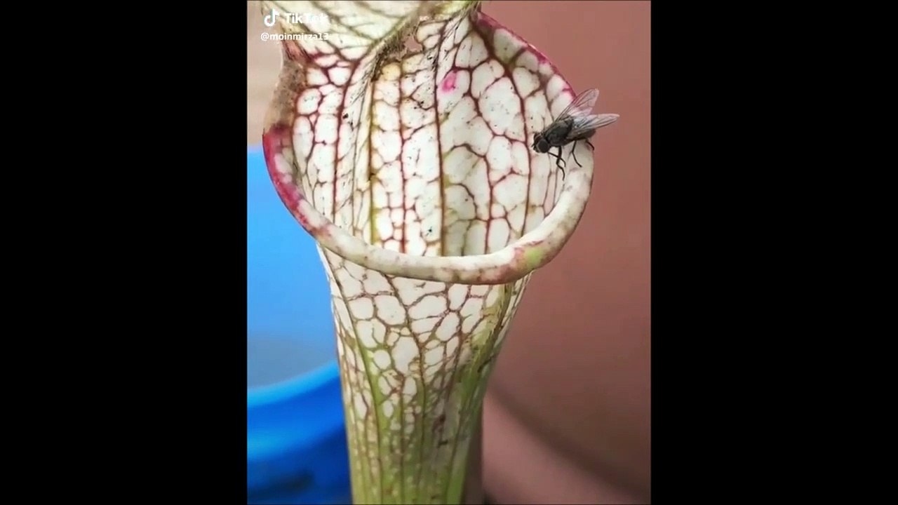 Une mouche piégée dans une plante carnivore mais pas comme on s'y attend