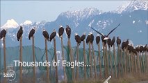 Quand des dizaines d'aigles viennent prendre leur bain au même endroit