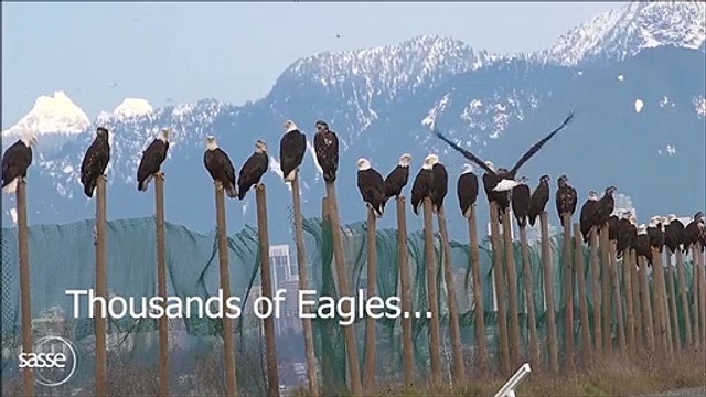 Quand des dizaines d'aigles viennent prendre leur bain au même endroit