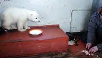 Ce russe donne à manger à un bébé ours blanc
