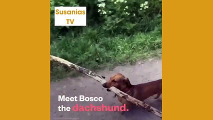 Best friends animal TV: Ive always wondered what my cat does at night