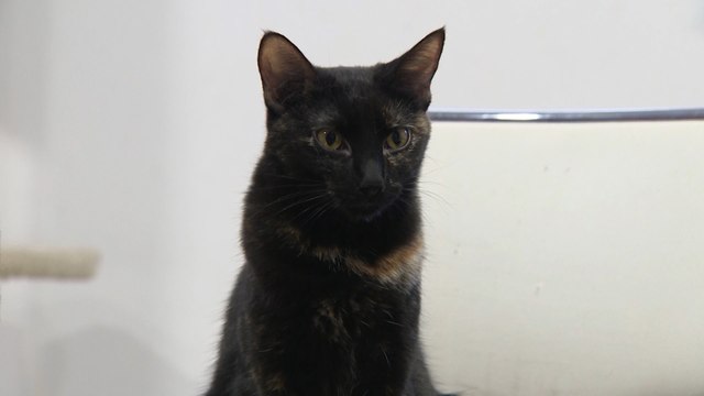 'La Gatoteca', un rincón en Lavapiés para un día entre gatos