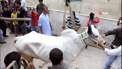 - Kurbanlık sığırları çatıdan vinçle indirdiler