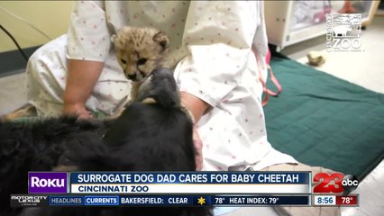 Surrogate dog dad cares for baby cheetah