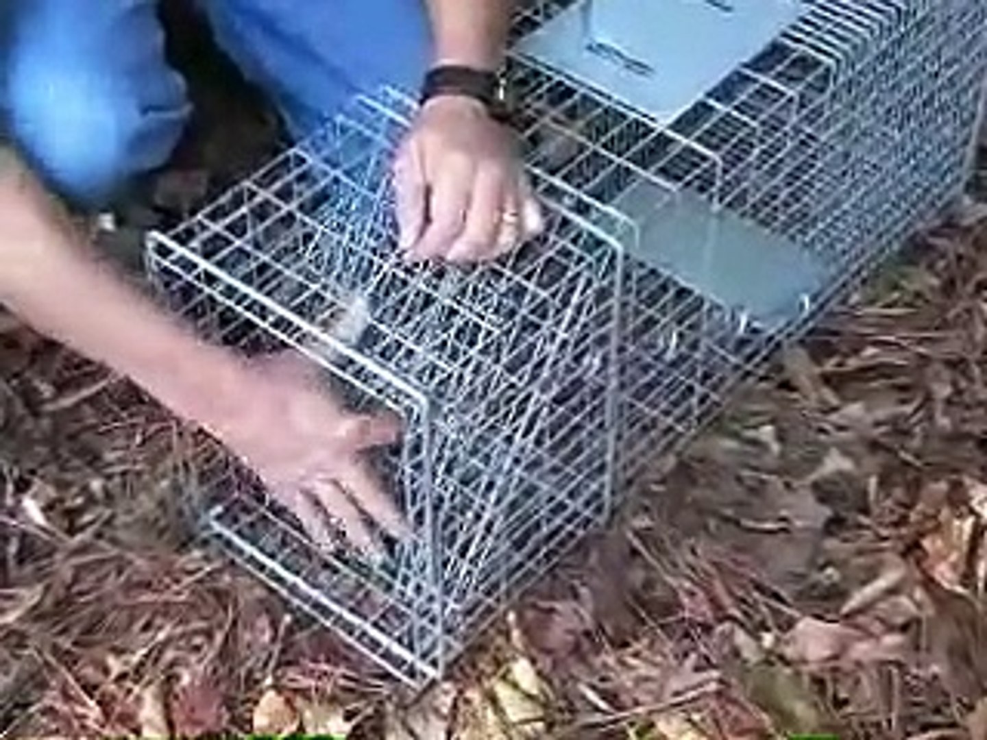 How to set and use a cage trap for raccoons and opossums
