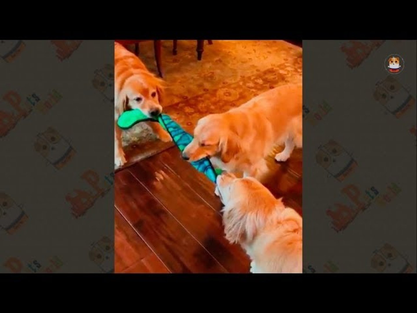 Funny Golden Retriever Videos 2017 - 47