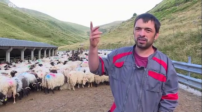Pyrénées : transhumance des brebis et peur de l'ours