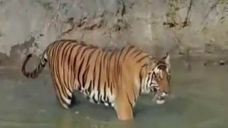 National Geogaphic Documentary Nagarahole Story of the Forest in Wildlife Animal