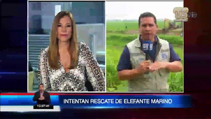 Intentan salvar a elefante marino en Babahoyo tras 16 días atrapado