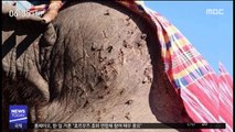 [이슈톡] 잔혹한 관광용 코끼리 훈련 과정