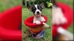 Cutest Dogs In The World 2019 - Cute Dogs And Puppies Doing Funny Things - Puppies TV