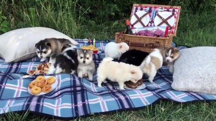 Cutest Husky Puppy Ever - Funny And Cute Husky Puppies Compilation - Puppies TV