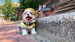 Cutest Puppies Doing Funny Things - Cute Little Puppies Funny Videos - Cute Puppy Dog Compilation