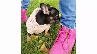 Funniest and Cutest French Bulldog Videos Compilation - Cute puppy 2019