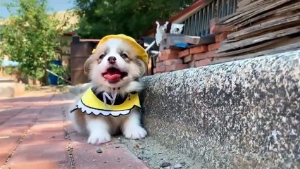 Download Video: Cutest Puppies Doing Funny Things - Cute Little Puppies Funny Videos - Cute Puppy Dog Compilation