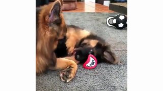Funny And Cute German Shepherd Puppies Compilation - Cute Puppies & Cute Puppy