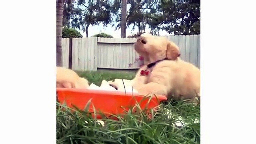 Funny And Cute Golden Retriever Puppies Compilation #1 - Cutest Golden Puppies Love