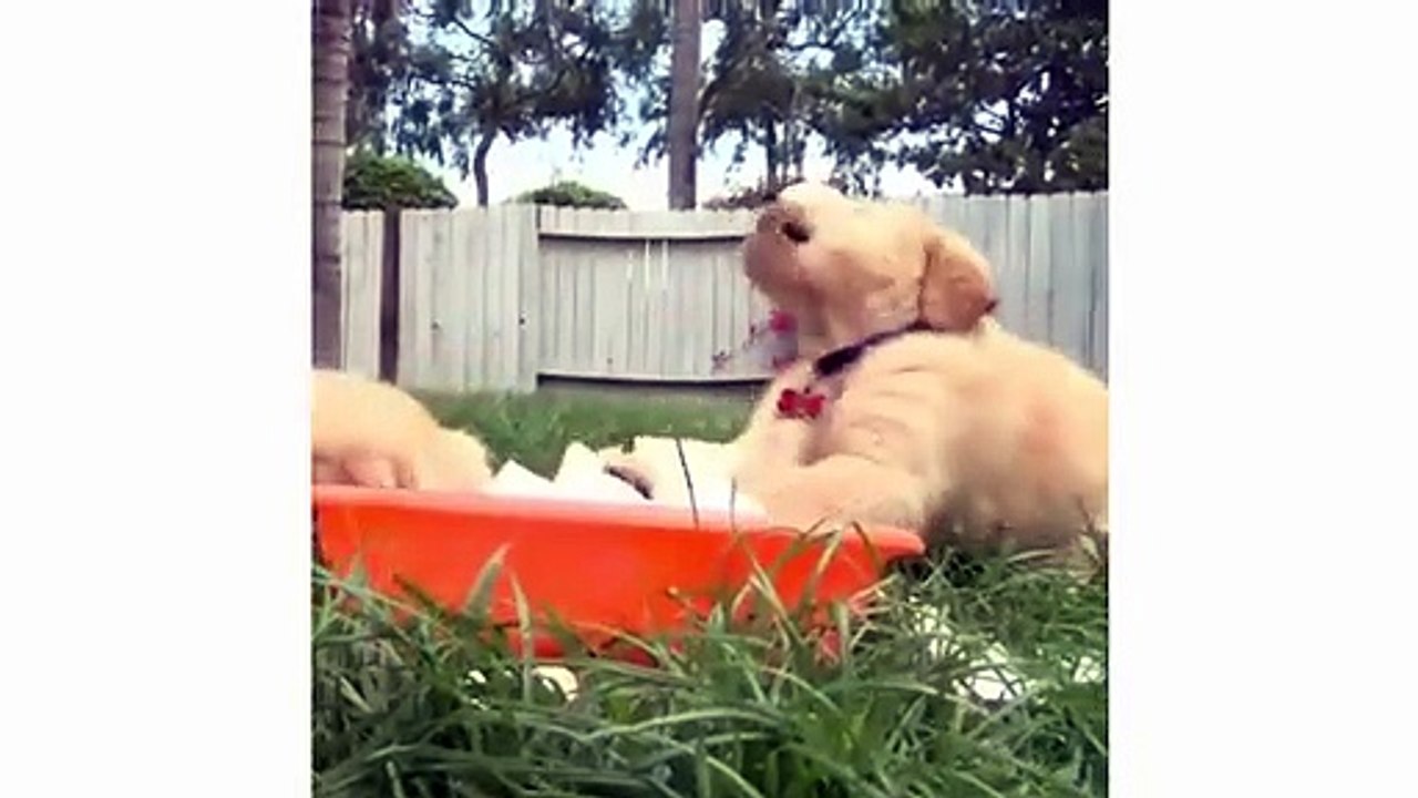 Funny And Cute Golden Retriever Puppies Compilation #1 - Cutest Golden Puppies Love
