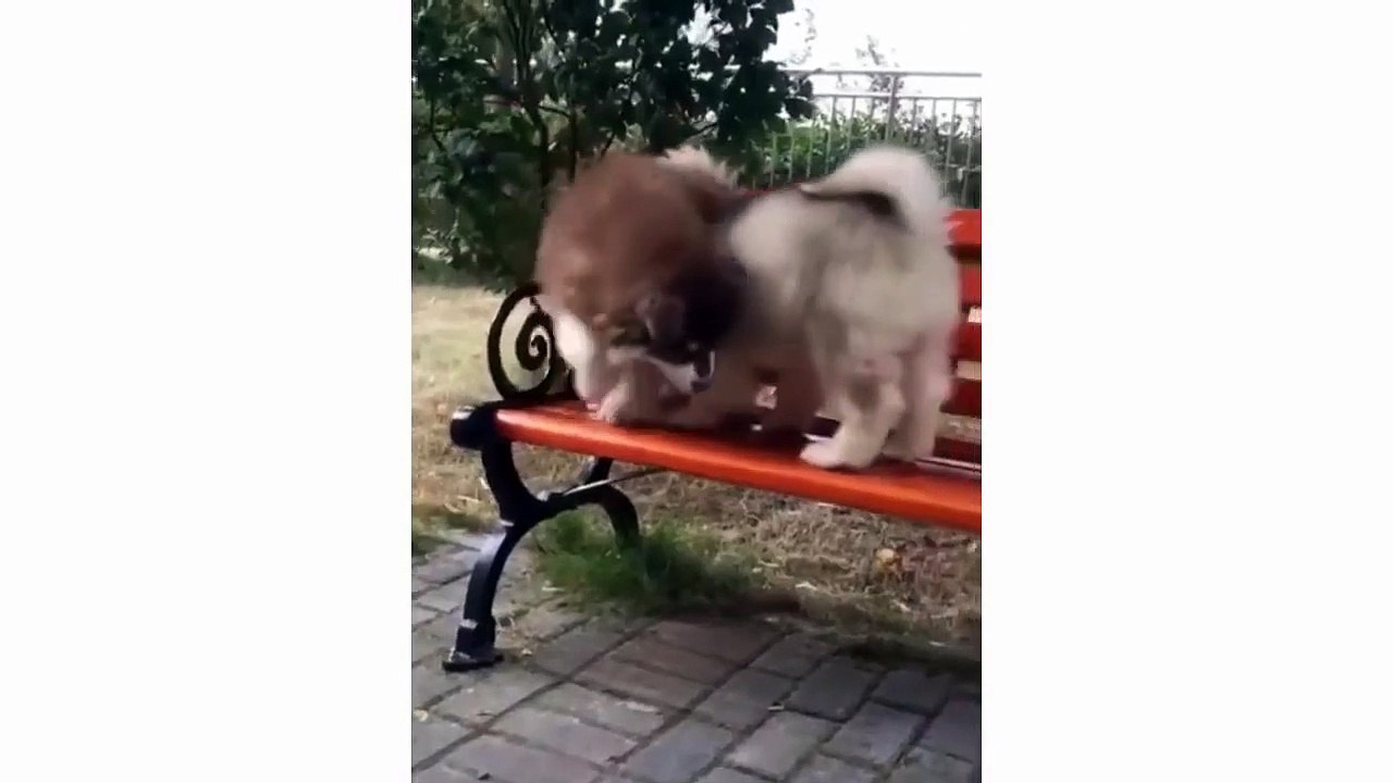 Funny And Cute Alaska Puppies Compilation - Cutest Husky Dog Video