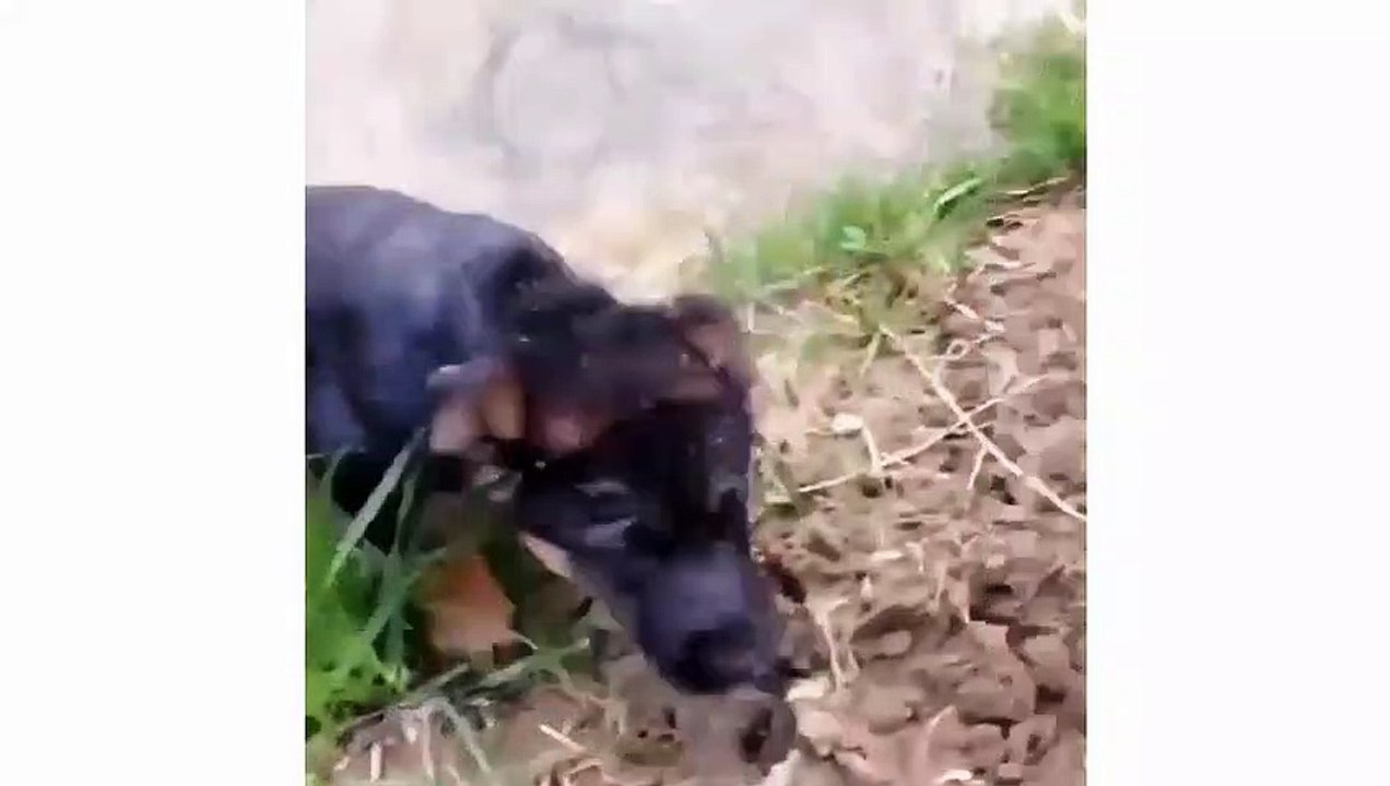 Funny And Cute German Shepherd Puppies Compilation - Cute Puppies & Cute Puppy