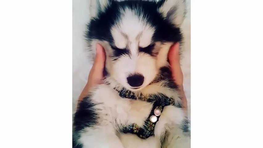 Funny And Cute Husky Puppies Compilation - Cute Husky Dog video