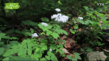 [삼삼오오 우리 숲 이야기] 느티나무, 산꿩의다리 / YTN