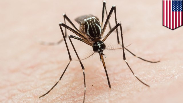 Mosquitoes spreading brain-infecting virus in Florida