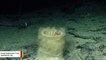 Caught On Camera: Shrimp Relaxes In Deep Ocean's 'Hot Tub'