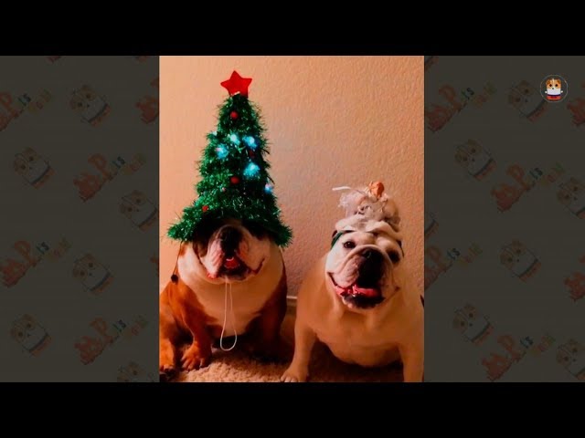 Merry X Mas Funny Animal moment – 2017