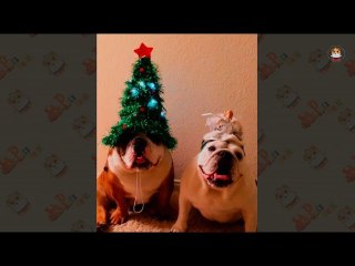 Merry X Mas Funny Animal moment - 2017