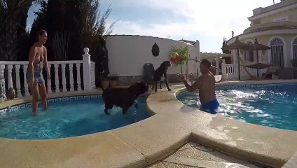 Doggo's Favourite Bouncing Ball Game