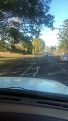 Kangaroo Hops to the Shops