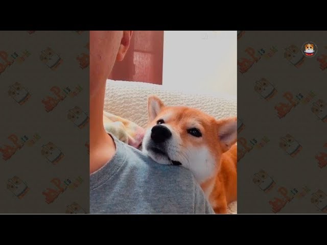 Funny Shiba Inu Videos 2017 – 18