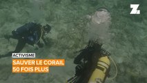 Activisme: deux amis au secours des récifs coralliens