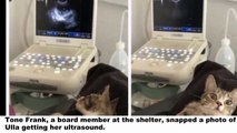 This Cat Has Suprised Reaction To Finding Out She's Pregnant