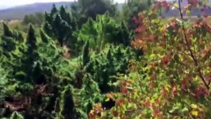 Diyarbakır'da bu yıl yaklaşık 15 milyon kök Hint keneviri ele geçirildi