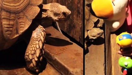 강진출장안마 -후불100%ョOiOV2671V8135｛카톡AQ52｝ 강진전지역출장안마 강진오피걸 강진출장마사지 강진출장안마 강진출장마사지 강진출장콜걸샵안마 강진출장아로마 ◣ろ∐