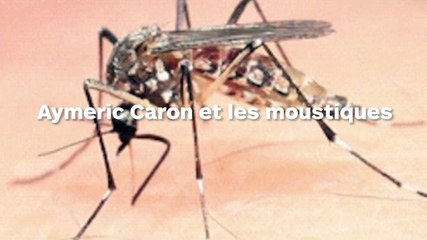 Aymeric Caron et les moustiques