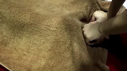 대전출장안마 -후불100%ョOiON7467N4367｛카톡KP93｝ 대전전지역출장안마 대전오피걸 대전출장마사지 대전출장안마 대전출장마사지 대전출장콜걸샵안마㌖◢◁