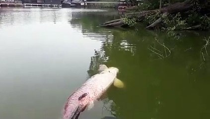 Boat-sized fish native to Amazon floats to lake surface in KK park Inbox