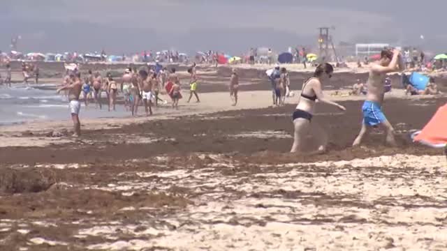 El avance sin control de un alga asiática pone en jaque a pescadores y bañistas en Tarifa