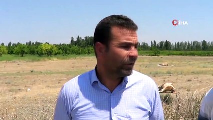Iğdır’da büyükbaş hayvanlar zehirlenerek telef oldu