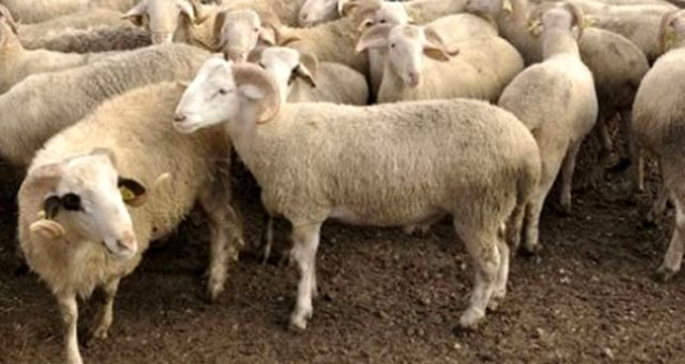 Balıkesir İl Müftüsü'nden karı kocalara: Gönül alma şeklinde kurban kesilmez