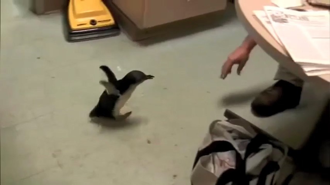 Ce jeune manchot adore les gratouilles !